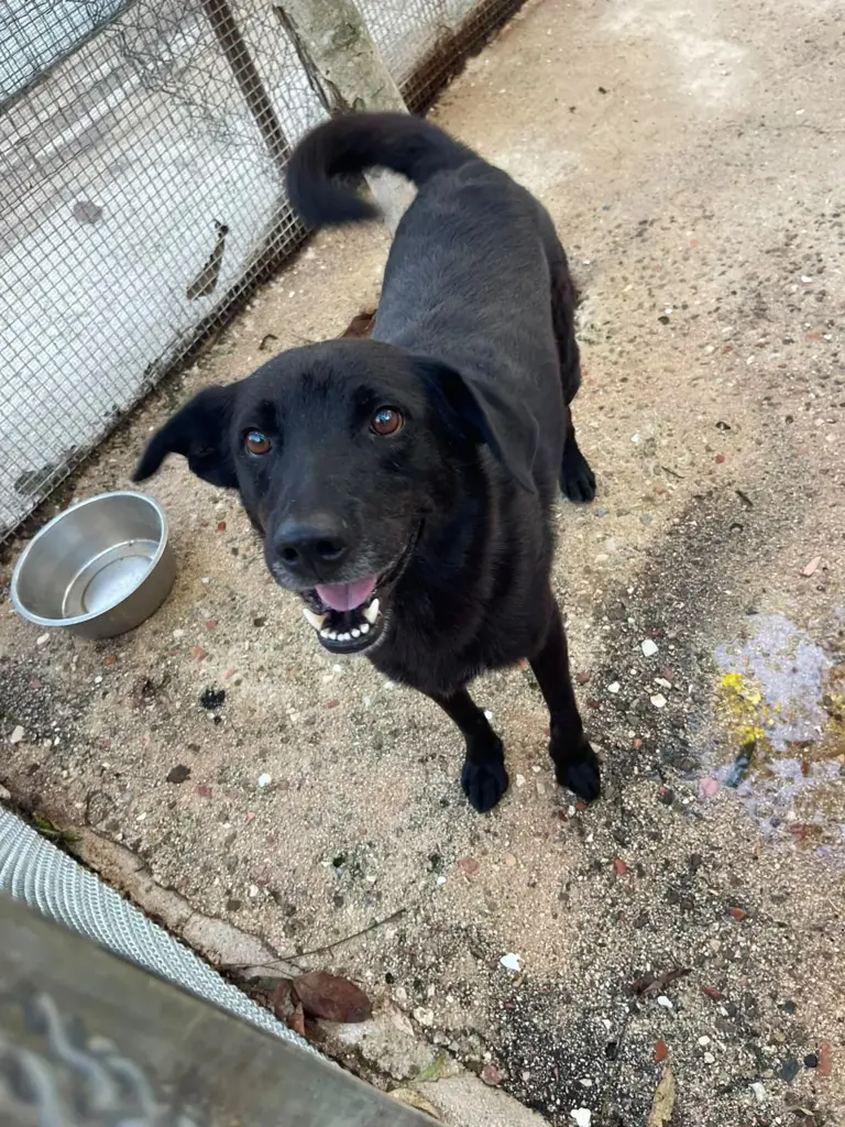 Black, cane dal mantello nero, fotografato nel recinto del rifugio