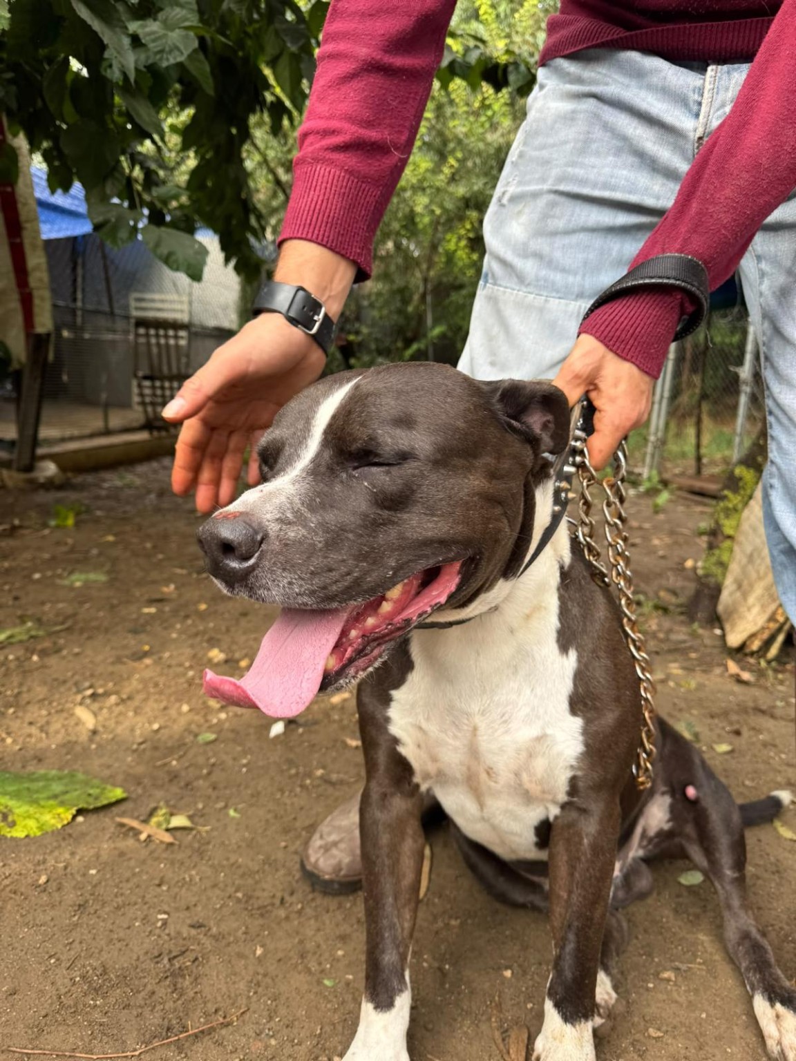 Tokyo, cane dal mantello scuro e petto bianco, all’aperto con una persona